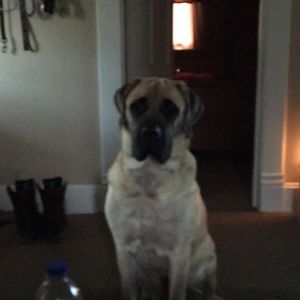 Meet your Posher, Dylan